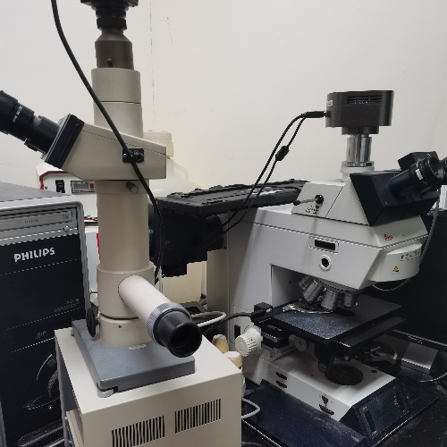 电动荧光显微镜